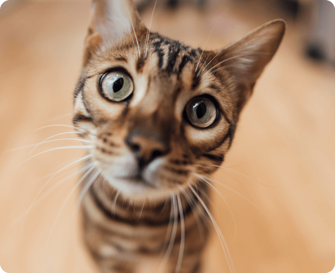 Curious veterinary professionals